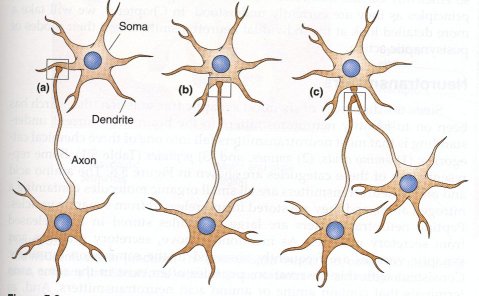 Neurónios e suas conexões sinápticas