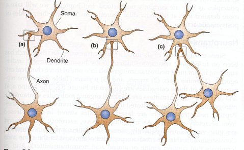 Neurnios e suas conexes sinpticas