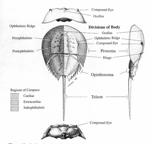 Anatomia do Limolus polyphemos