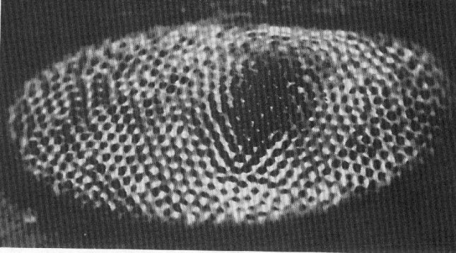 Olho do Limolus polyphemos(exibindo as suas Ommatidia)