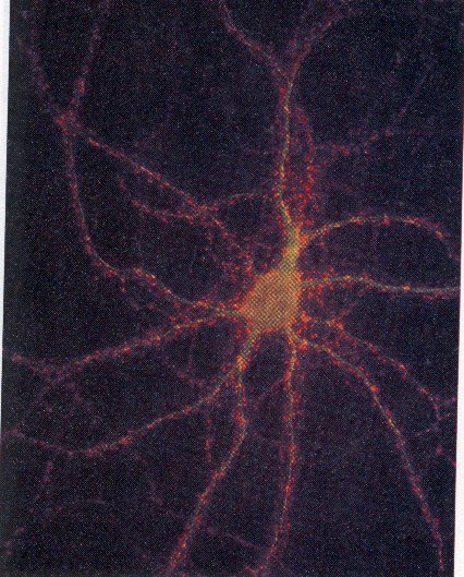 Neurnio do cortex